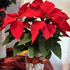 Poinsettia