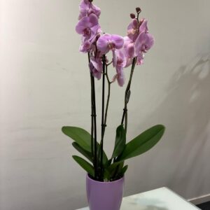 Orquídia